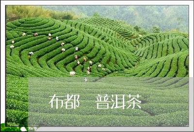 布都 普洱茶/2023042803585